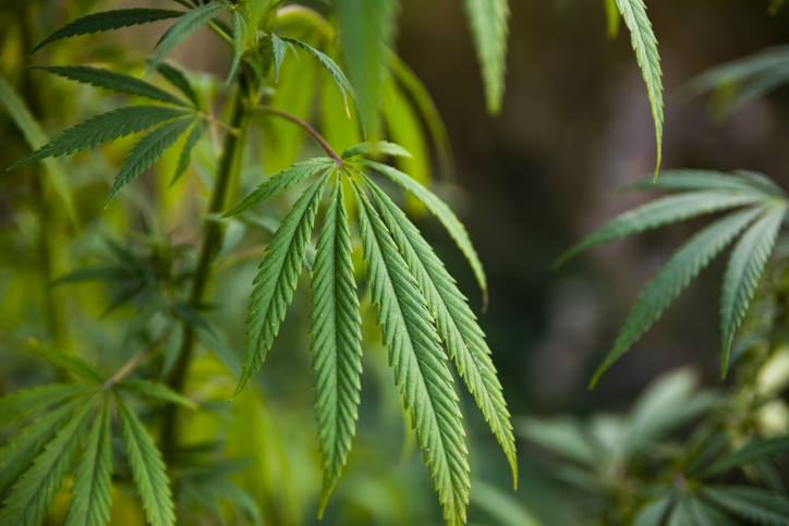 Green bushes of marijuana. Close up view of a young medical marijuana cannabis bud
