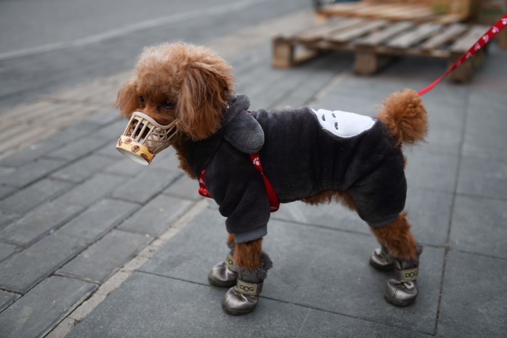 Dog Belonging To Woman Infected With Coronavirus Tests Positive For Virus
