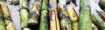 fresh cut sugar cane stalks (inside of cane showing)