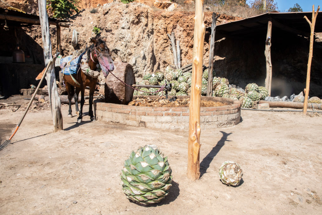 Mezcal Production in Oaxaca