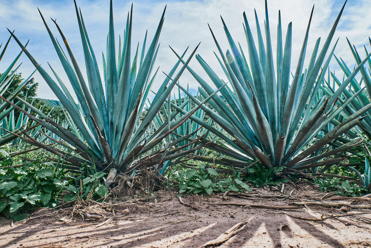 Blue agave plantation in the field to make tequila tequila